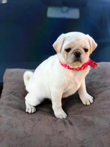 Filhotes de pug branco 