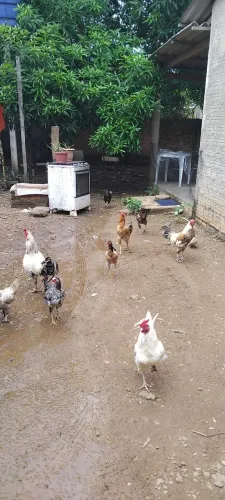 Vendo galinha caipira