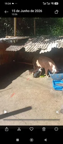 Leitões ,porcos, bacon, costela, carne fresca 