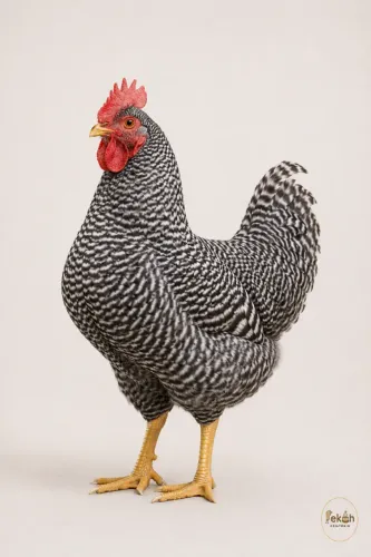 Plymouth Rock Barrada Galinha Galo pintinho Ovo fértil
