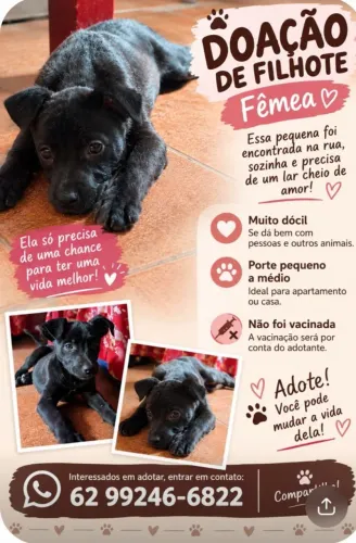  Doação  de Cachorrinha fêmea 