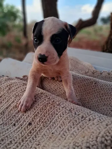 Filhote de pitbull macho