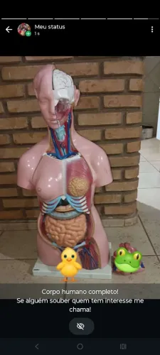 Torso Humano Completo
