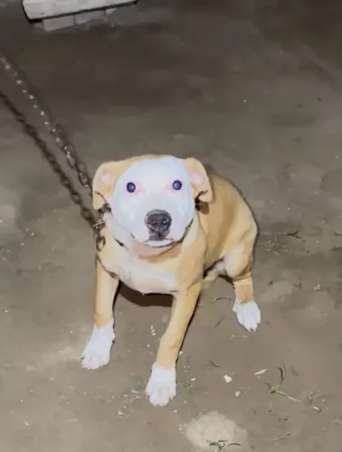 Filhote fêmea de 5 meses