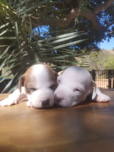 Filhote de Jack Russel