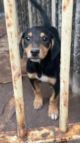 Doasse cachorrinhos