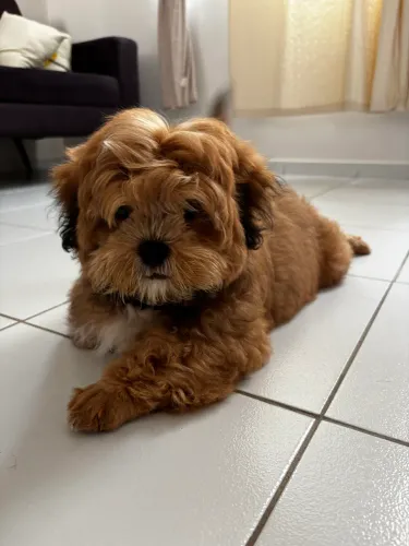 Filhote de Shih Tzu Macho