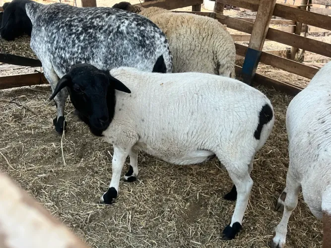 Borrego doper 