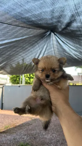 Filhote Spitz Alemão Lulu da Pomerânia laranja sable - Macho