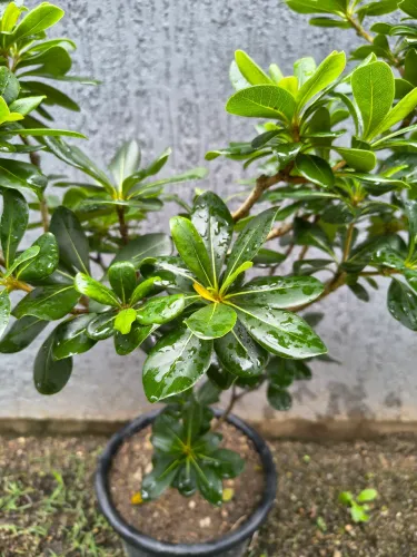 Planta Pitosporo Arbustiva 