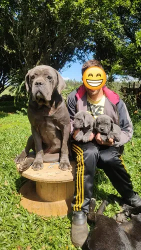 Filhotes de cane corso 
