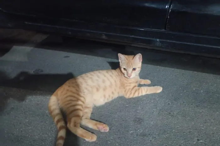 Gato laranja castrado 