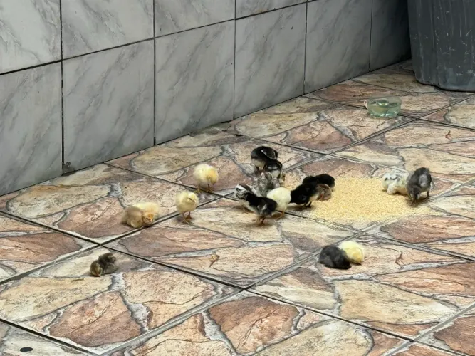 Venda de pintos