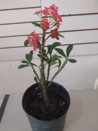 Planta Coroa de Cristo