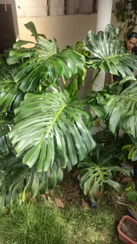 Planta Costela de Adão