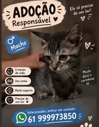 Doação gato macho filhote