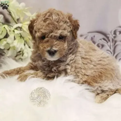 Poodle Macho/Fêmea - Disponível Hoje