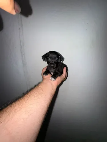 Filhote Pinscher fêmea