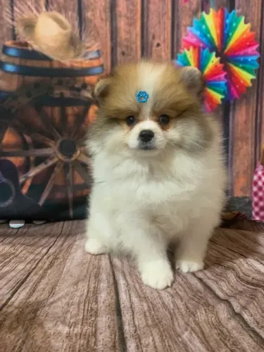 spitz alemão