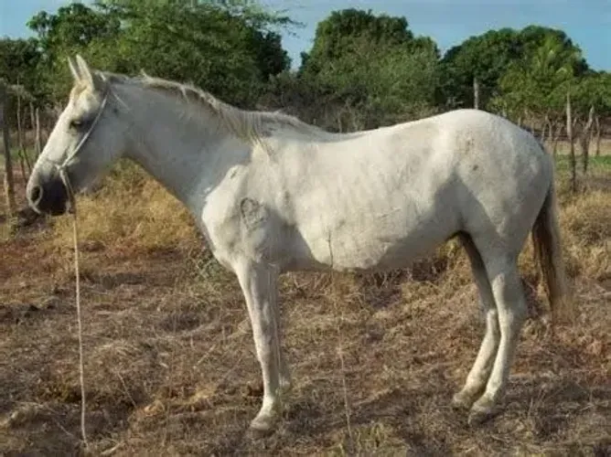Vende-se cavalo (Chamar no whts para mais informações *)