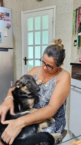 Cachorro