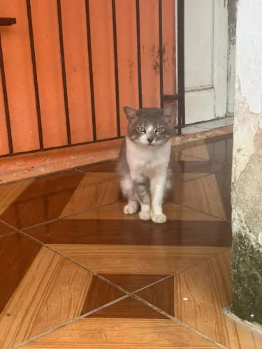 ADOÇÃO RESPONSÁVEL