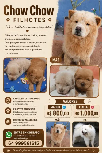 Chow chow