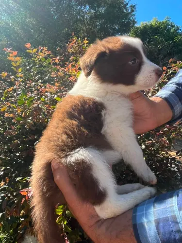 BORDER COLLIE fêmea chocolate!