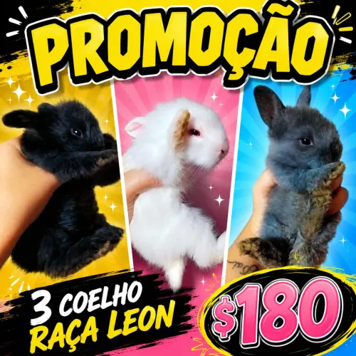 Promoção 3 coelho raça Leon por R$180