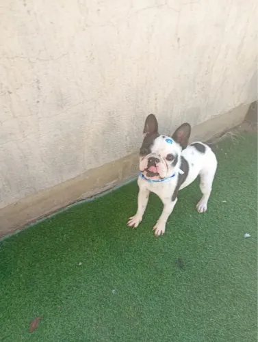 Bulldog Frances Macho 