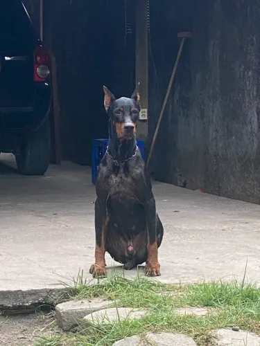 Filhotes de Doberman