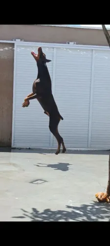 Doberman para cobertura