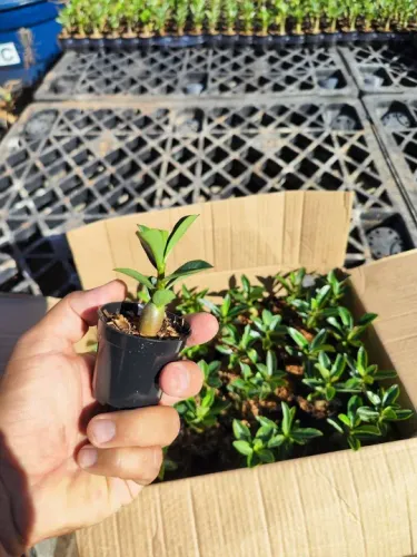 Caixa com 30 muda rosa deserto cores variadas por R$ 100 Reais entrego