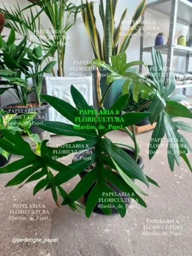 Planta Costela de Adão, planta para venda, jardim