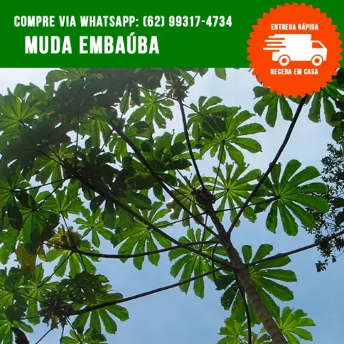 Muda de Embaúba