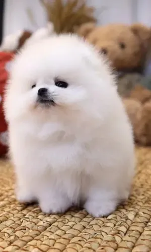 Spitz Alemão Filhotes com Pedigree e garantia de saude