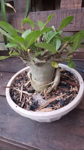Arabicum 4 anos. Plantas adultas