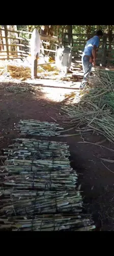 PLANTE CAPIM BRS CAPIAÇU AGORA , PRA NAO SE ARREPENDER NO VERAO