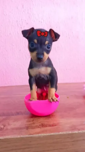 Pinscher fêmea e macho a pronta entrega 