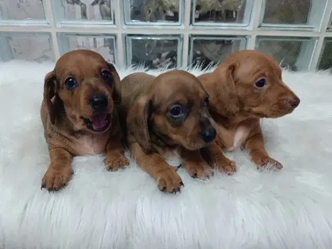 Filhotes de linguicinha  macho 