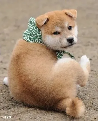 Vende-se Shiba Inu 