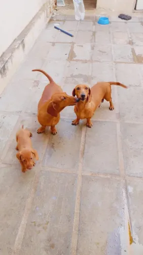 Filhotes Dachshund (salsichas)