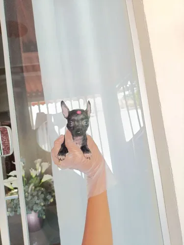 Pinscher ZERO FEMEA 2 DISPONÍVEL 