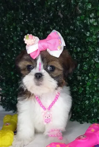 Shih-Tzu Pequeno Macho Tricolor Alegre e Companheiro