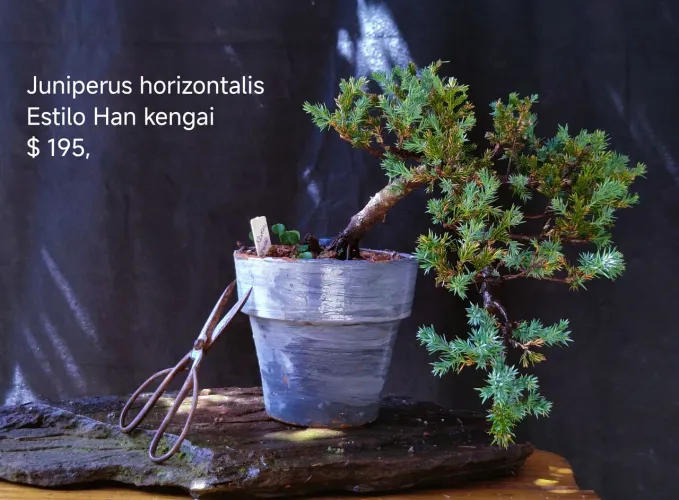Bonsai juniperus horizontalis kengai!