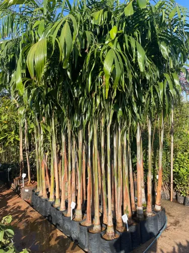 Palmeira Carpentária
