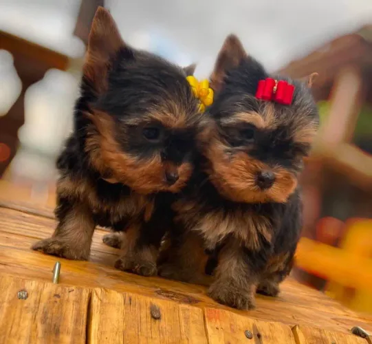 Filhote Yorkshire Terrier, Coração Peludo Pronto Para Bater No Ritmo da Sua Felicidade!