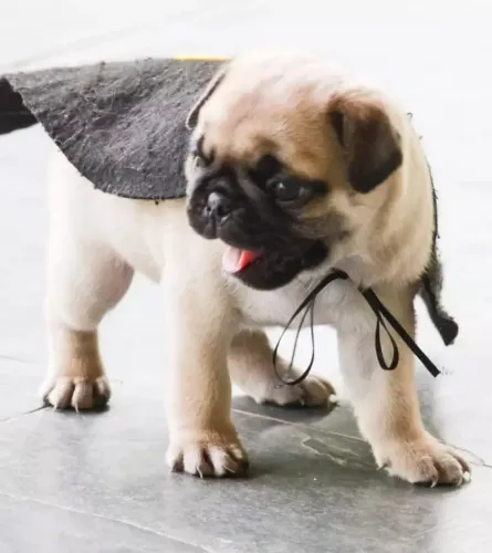 Pug - pug mini filhotes puros de verdade