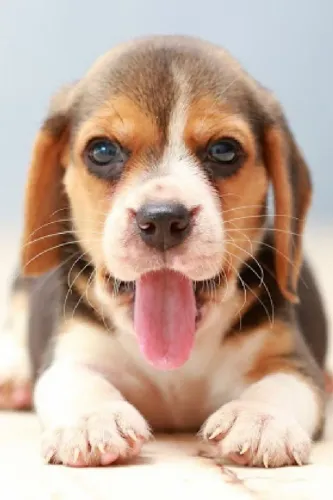 Beagle farejador