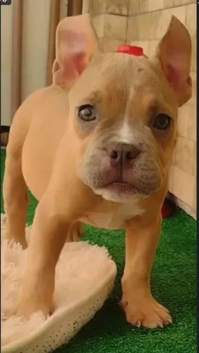 Filhote Exotic Bully Fêmea.